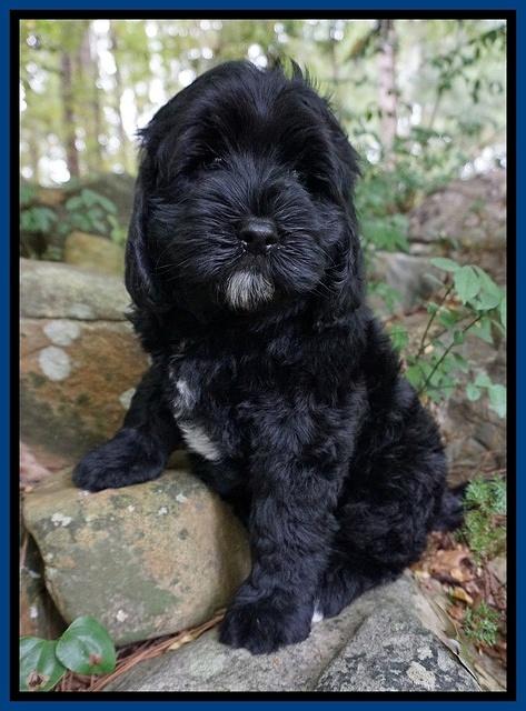 Sundae Trapper pups 8 wks old 11