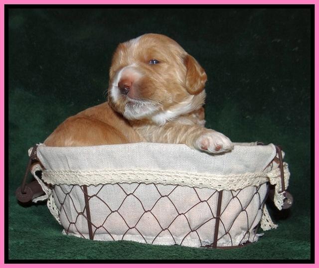 Sundae Trapper pups 2 wks old 61