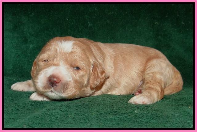 Sundae Trapper pups 2 wks old 71