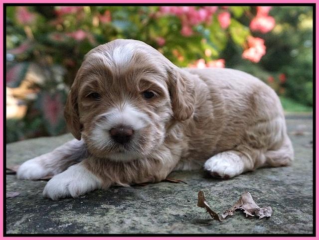 Sundae Trapper pups 3 wks old 61