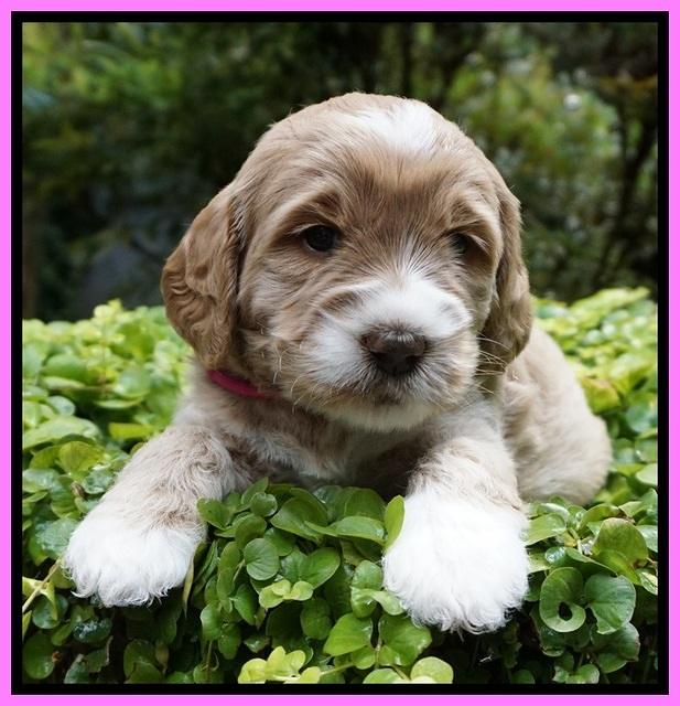 Sundae Trapper pups 4 wks old 41