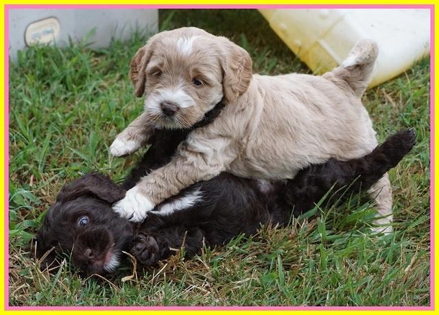 Sundae Trapper pups 5 wks old 211