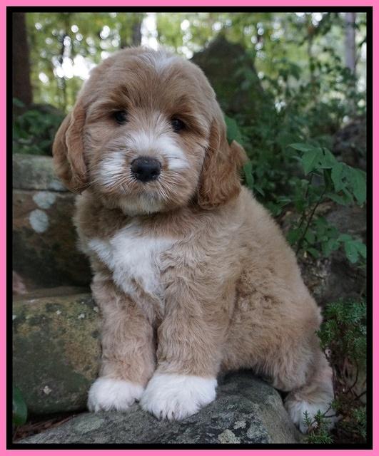 Sundae Trapper pups 8 wks old 71