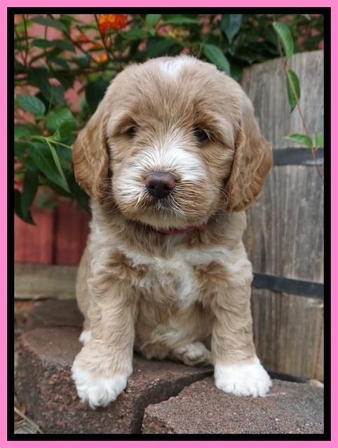 Sundae Trappers pups 6 wks old 41