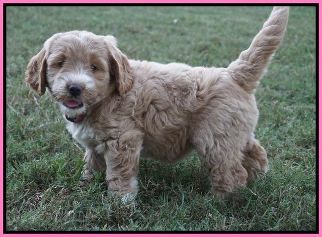 Sundae Trappers pups 7 wks old 71