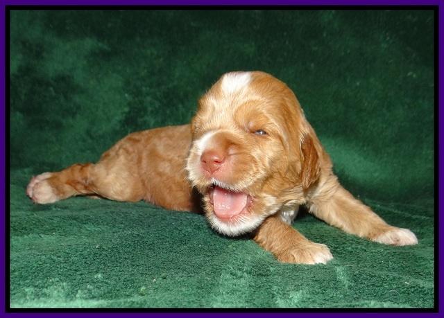 Sundae Trapper pups 2 wks old 111