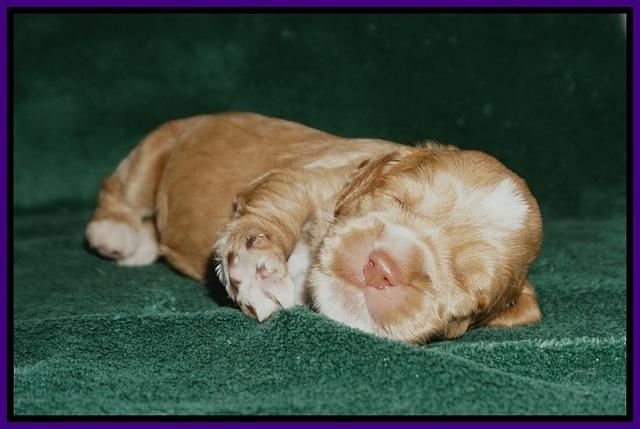 Sundae Trapper pups 2 wks old 91