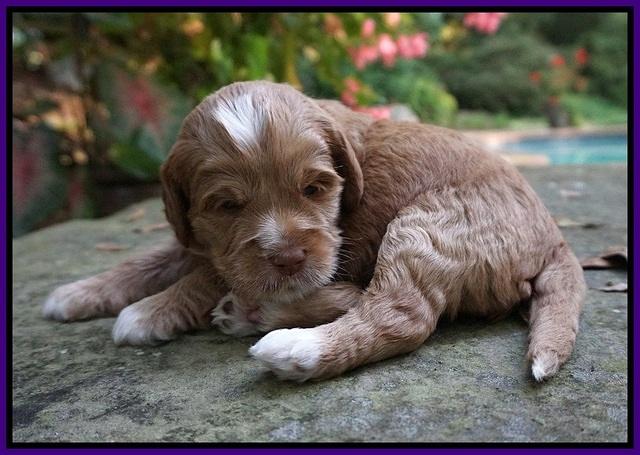 Sundae Trapper pups 3 wks old 71