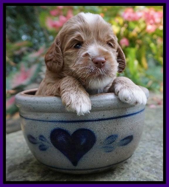 Sundae Trapper pups 3 wks old 81