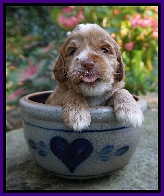 Sundae Trapper pups 3 wks old 91