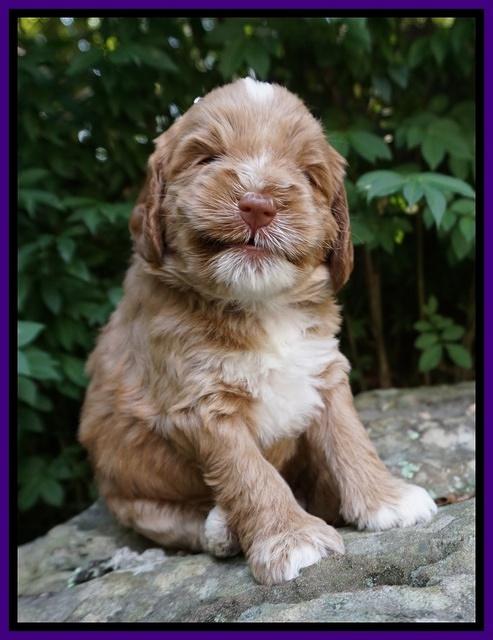 Sundae Trapper pups 4 wks old 101