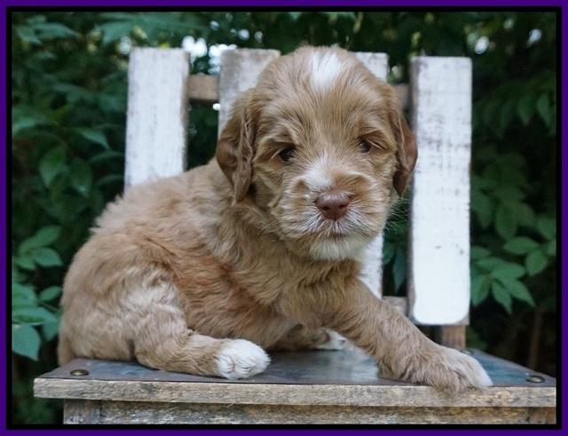 Sundae Trapper pups 4 wks old 111
