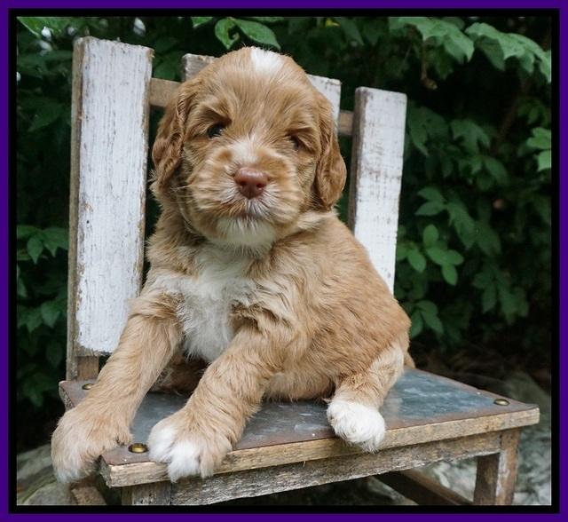 Sundae Trapper pups 4 wks old 81