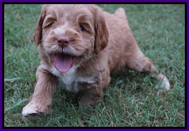 Sundae Trapper pups 5 wks old 131