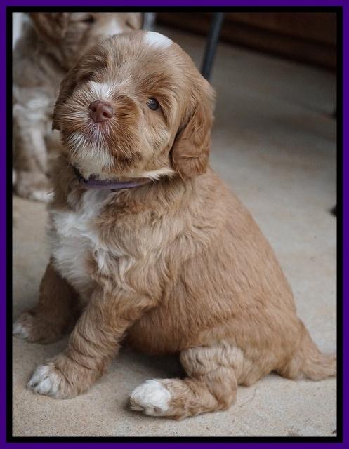 Sundae Trapper pups 5 wks old 141