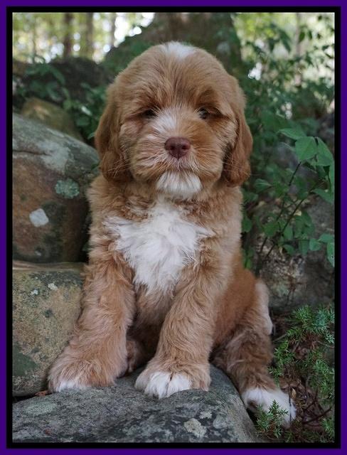 Sundae Trapper pups 8 wks old 111