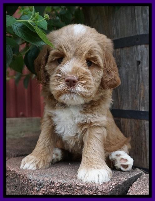 Sundae Trappers pups 6 wks old 101