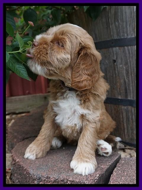 Sundae Trappers pups 6 wks old 121