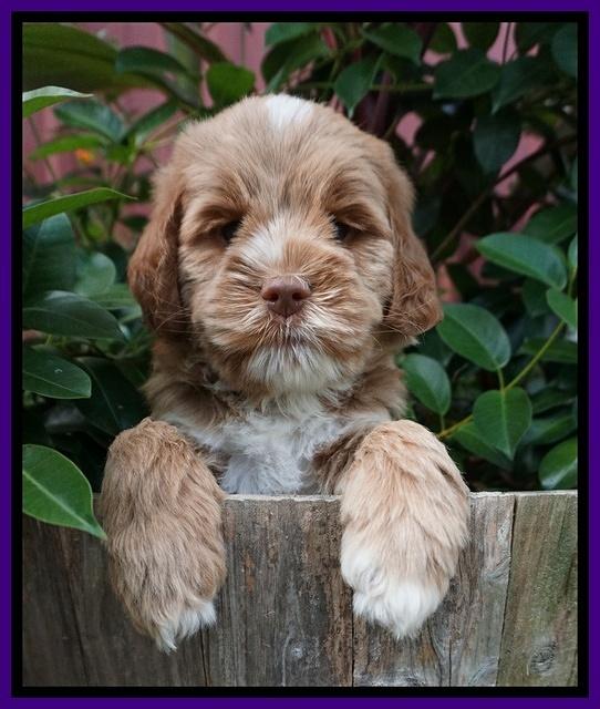 Sundae Trappers pups 6 wks old 131