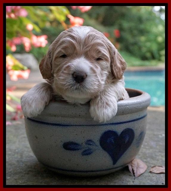 Sundae Trapper pups 3 wks old 111