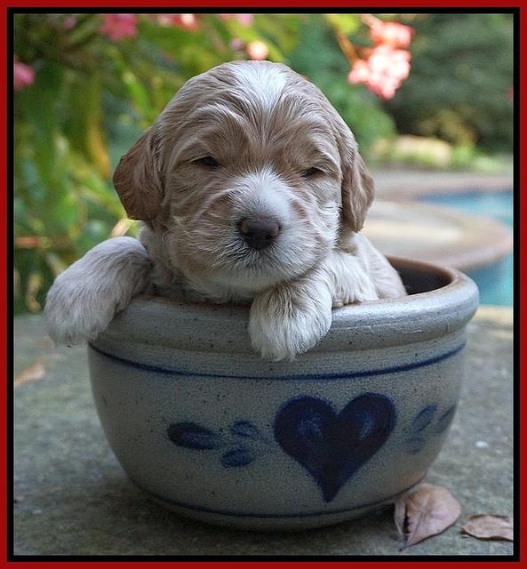 Sundae Trapper pups 3 wks old 121