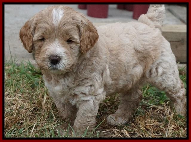 Sundae Trapper pups 5 wks old 281