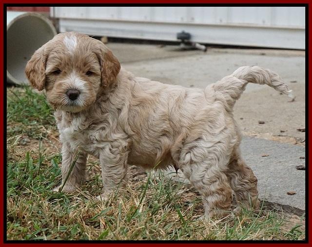 Sundae Trapper pups 5 wks old 301