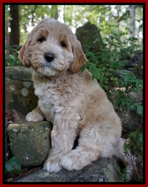 Sundae Trapper pups 8 wks old 161