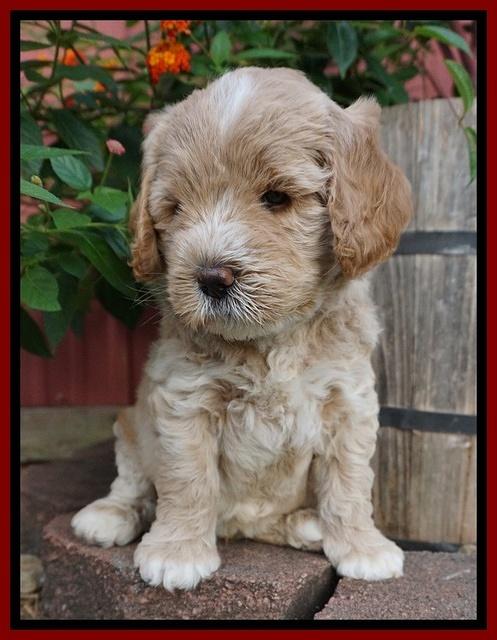 Sundae Trappers pups 6 wks old 141