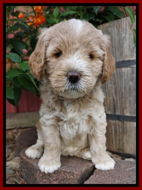 Sundae Trappers pups 6 wks old 161