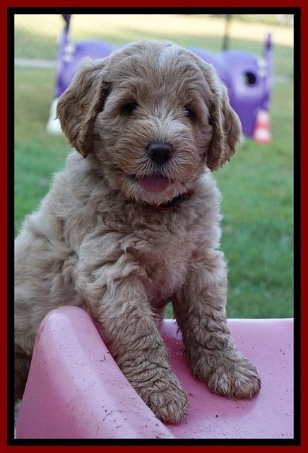 Sundae Trappers pups 7 wks old 141