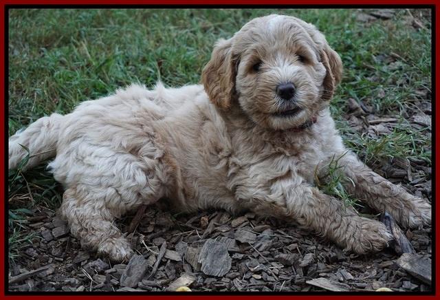 Sundae Trappers pups 7 wks old 151