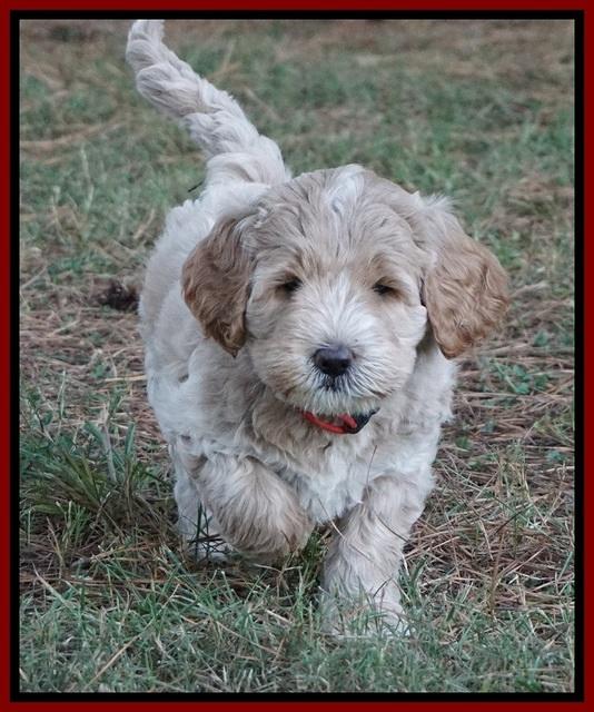 Sundae Trappers pups 7 wks old 161