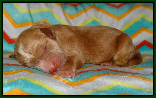 Sundae Trapper Newborn 121