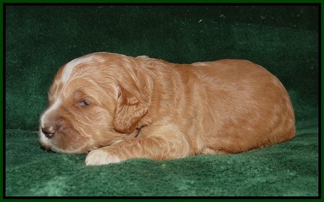 Sundae Trapper pups 2 wks old 191