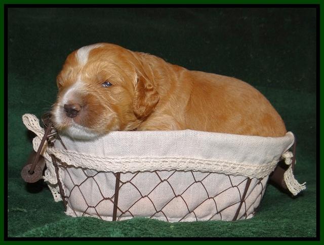 Sundae Trapper pups 2 wks old 201
