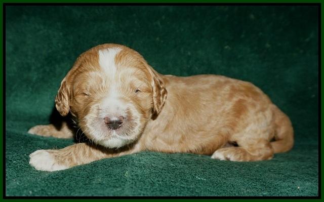 Sundae Trapper pups 2 wks old 211
