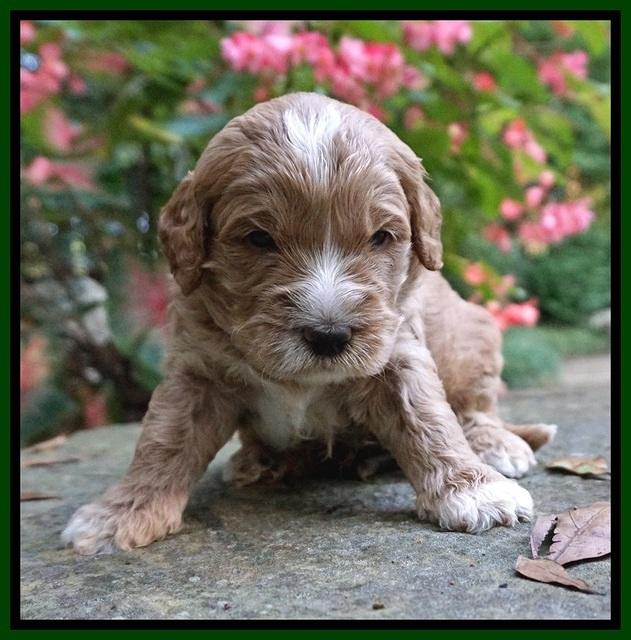 Sundae Trapper pups 3 wks old 131