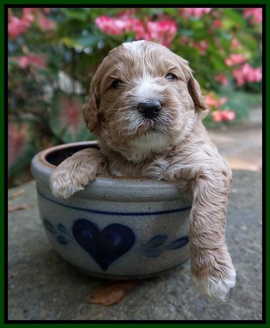 Sundae Trapper pups 3 wks old 141