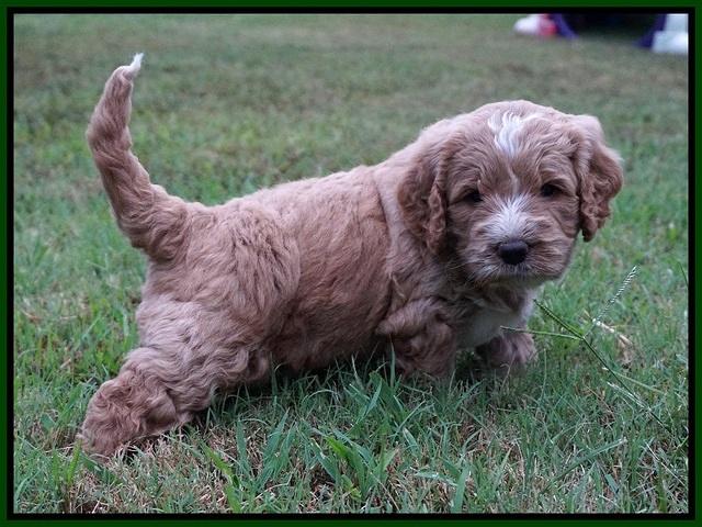 Sundae Trapper pups 5 wks old 1362