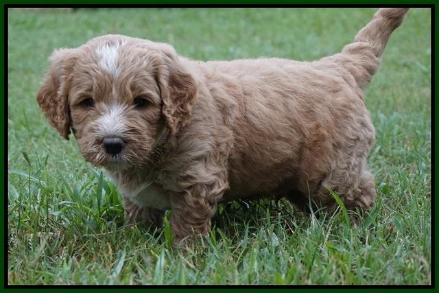 Sundae Trapper pups 5 wks old 191