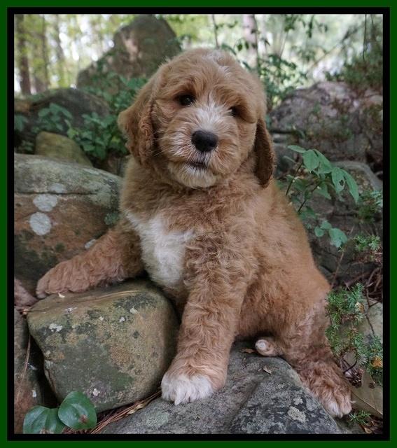 Sundae Trapper pups 8 wks old 171