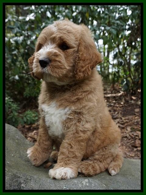 Sundae Trapper pups 8 wks old 191