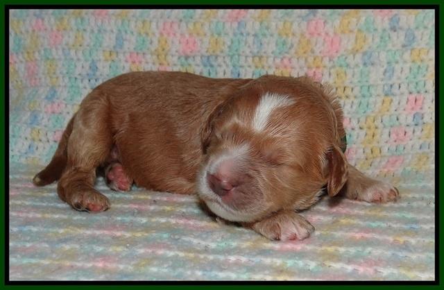 Sundae Trapper pups one week old 121