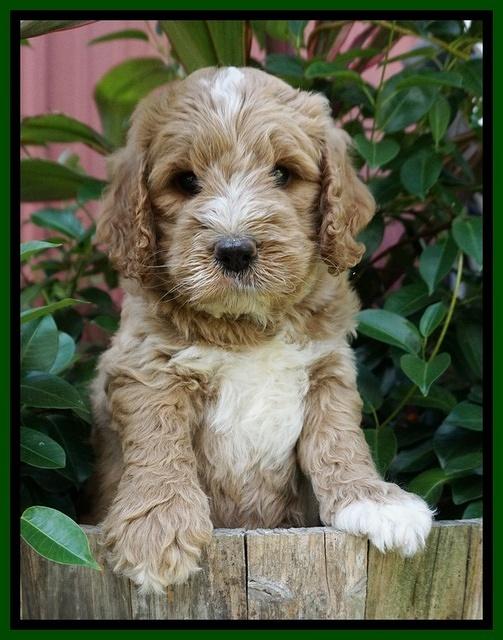 Sundae Trappers pups 6 wks old 191