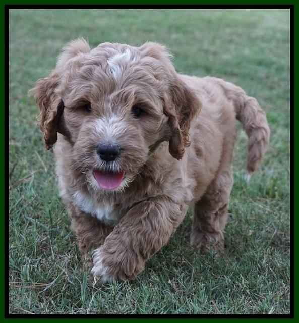 Sundae Trappers pups 7 wks old 181
