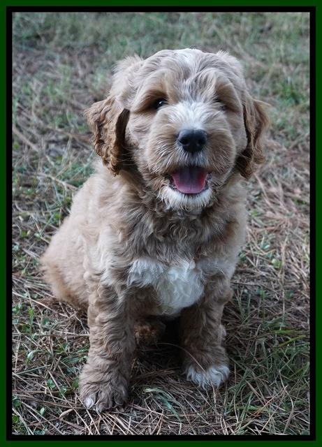 Sundae Trappers pups 7 wks old 201