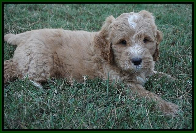 Sundae Trappers pups 7 wks old 211