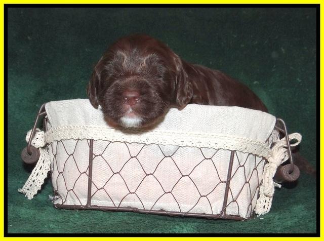 Sundae Trapper pups 2 wks old 221