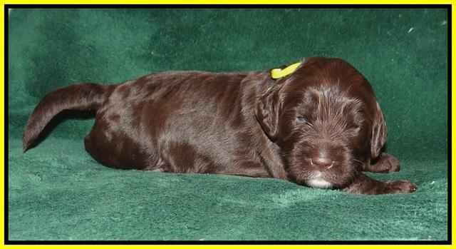 Sundae Trapper pups 2 wks old 241